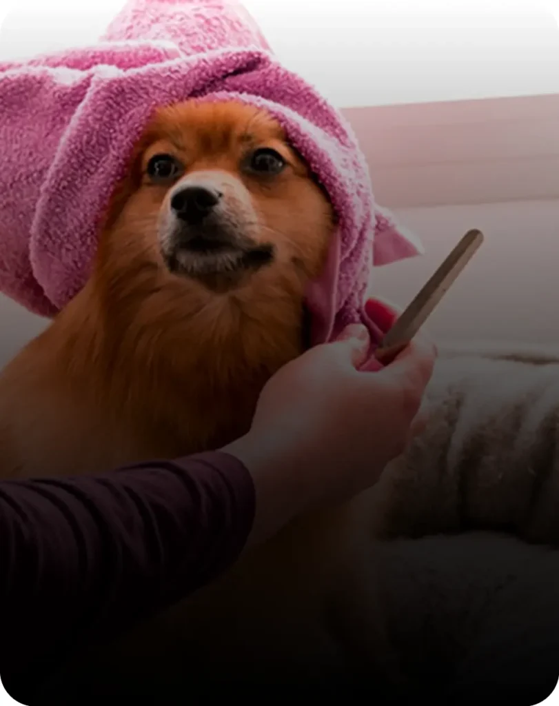 View of Fun Ways to Prevent Puppy Boredom